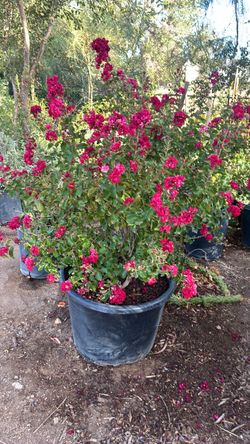 Crepe Myrtle