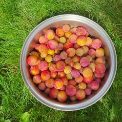 Plums