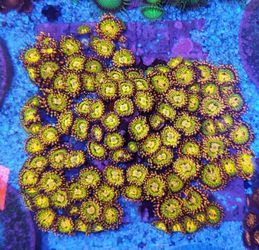 Zoa zoanthus coral mini colony gb butt kisser