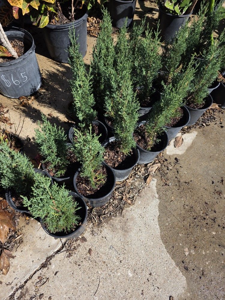 Pinos Italianos Cypress 1gallon 