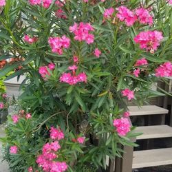 Pink Laurel - Oleander