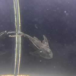 Free Pleco Fish