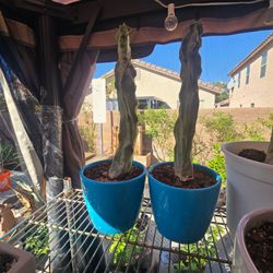 Totem pole cactus in a pot  20 each