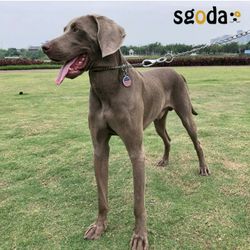 SGODA/"15 Stainless Steel TrainingvDog Collar