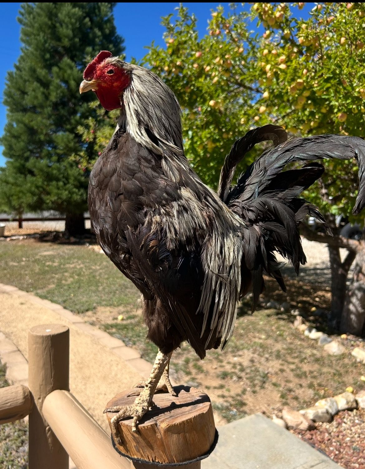 Real Bird Taxidermy Mounted Rooster