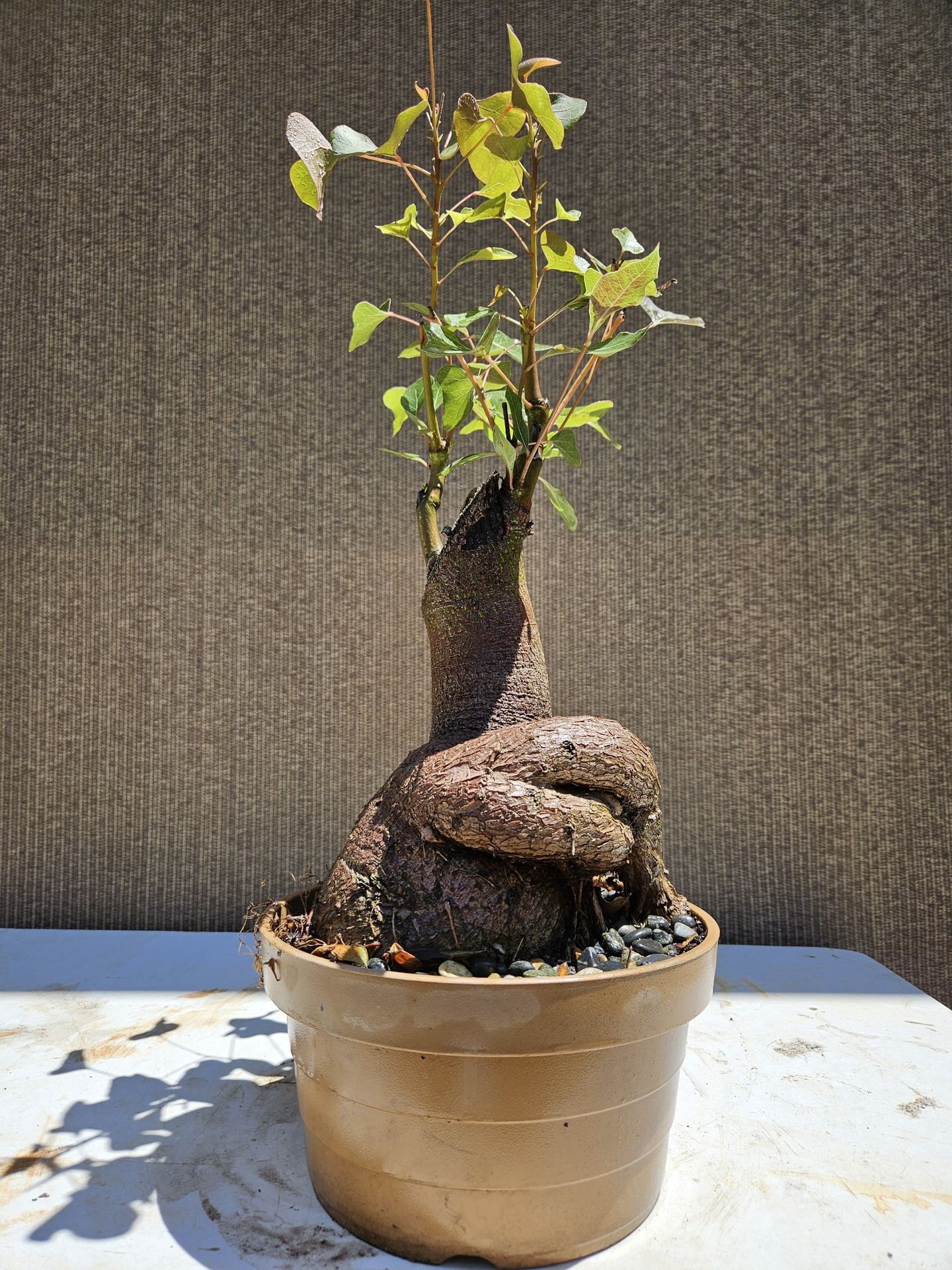 Bonsai Tree Seeds (Brachychiton Rupestris) - 5 Seeds For Bonsai, House Plant,  Or Garden Bottle Tree Seeds