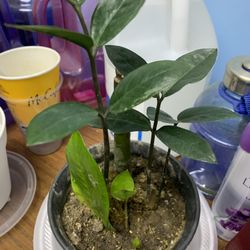 Zz Plant, Money Tree Plant