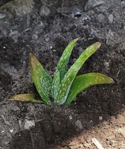 Aloe Vera (Pup)