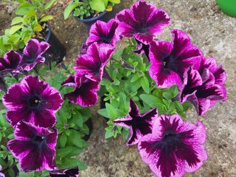 Rare Large Cosmic Pink Petunia Flower Plants! Several Colors Avaialble! Extra Large Blooms!