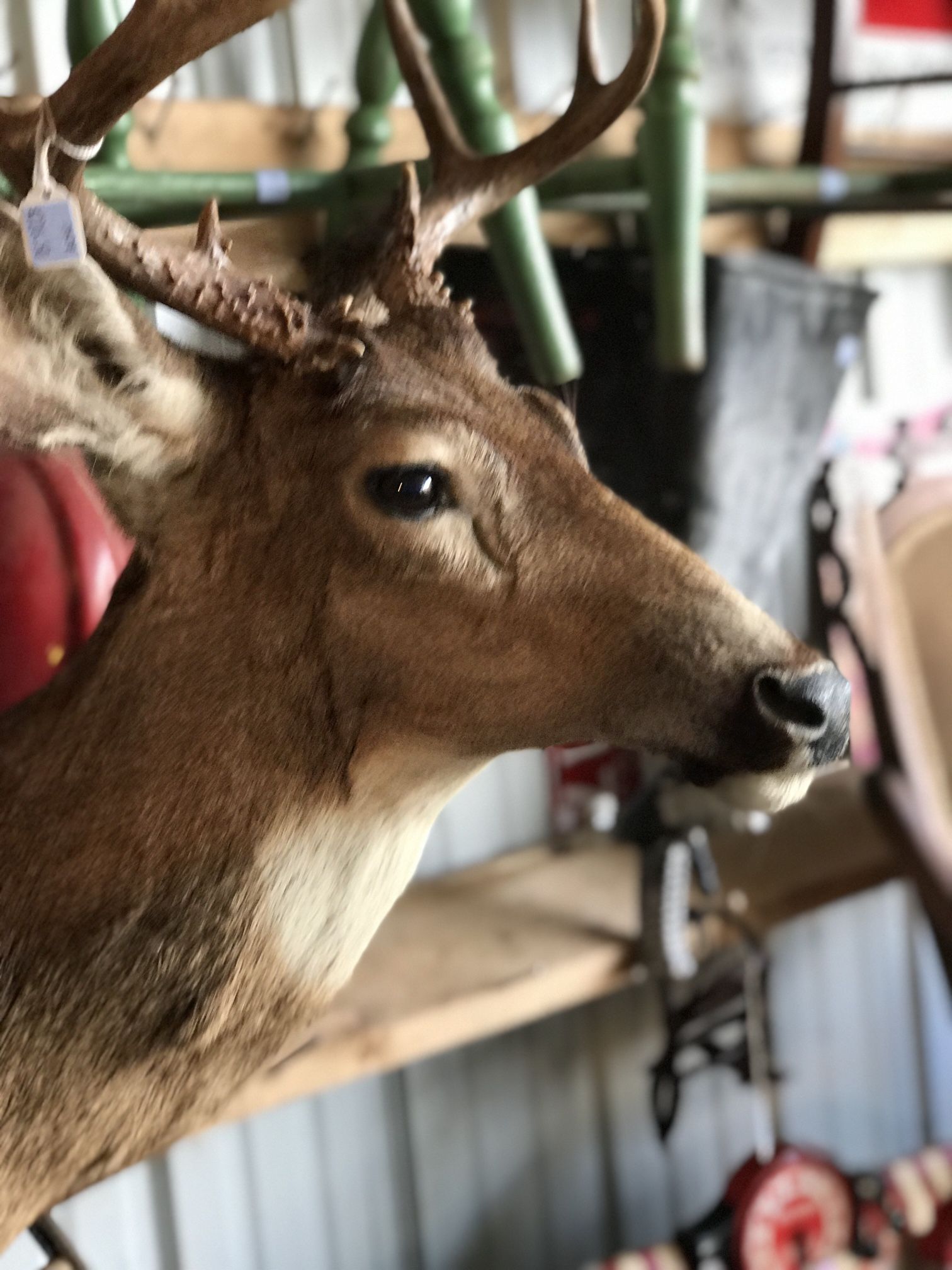 Taxidermy Deer