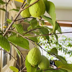 Pink Guava Plant Seedlings in Clay Pot