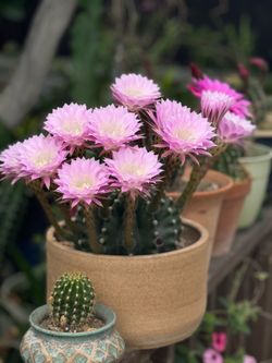 Cactus ( giant bulb)