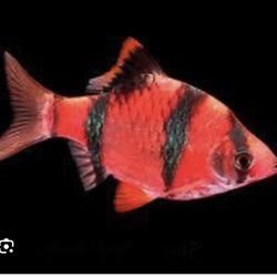 Neon Red Tiger Barb FREE