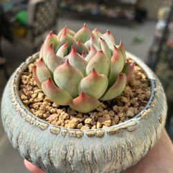 Succulent