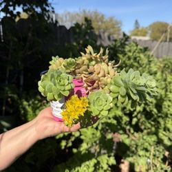 Succulent Variety