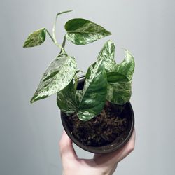 Rare plants - Variegated Epipremnum Pinnatum Plants in 3.8-inch Pots