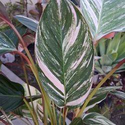 Ctenanthe Variegated Plant $48