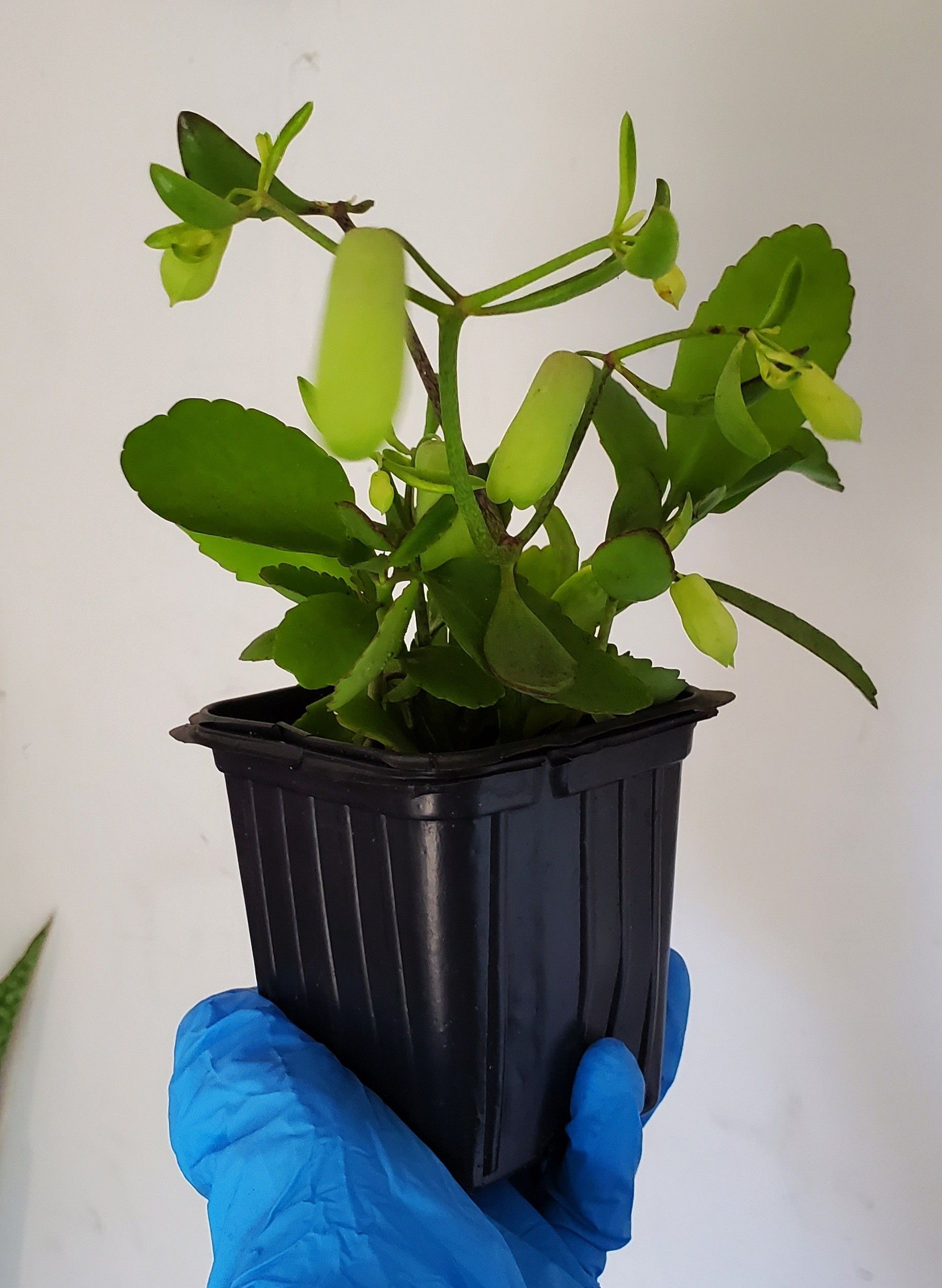 Organic Leave of Life plants. $5 each