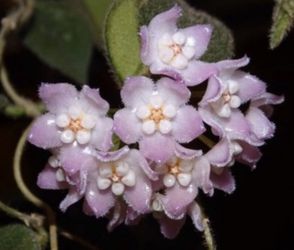 Hoya Thomsonii Pink Flower