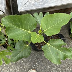 Fig Trees - Black Madeira KK -  Etc 