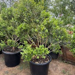 Japanese boxwood topiary bonsai 