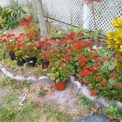 Red Blooming Calanhoe Plant In The Pot