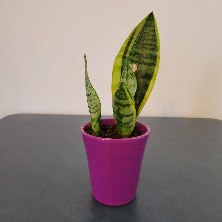 Live Snake Plant (Sansevieria Trifasciata) in Purple Ceramic Pot