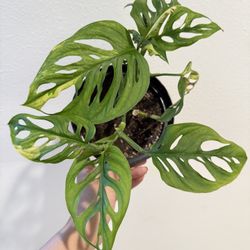 Houseplant Monstera Adansonii Aurea Variegated 
