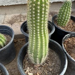 Arizona Organ Pipe Cactus 🌵 in One Gallon $30 And $25 Each