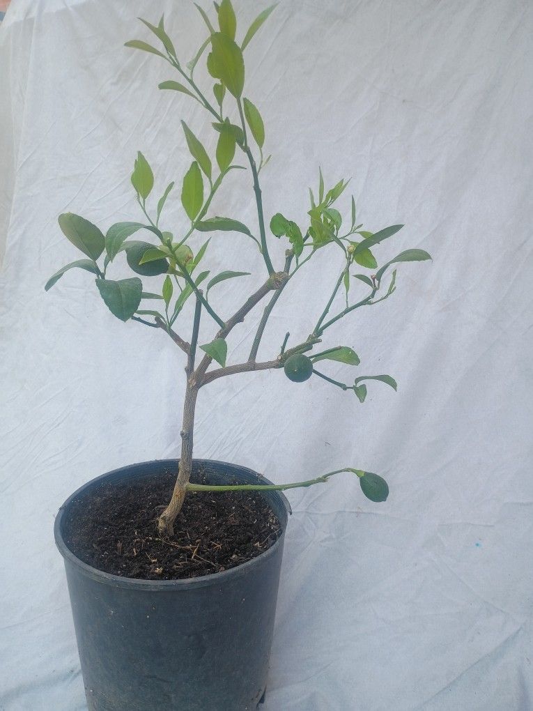 Bonsai Lemon Trees