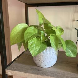 Neon Pothos In Decorative Pot