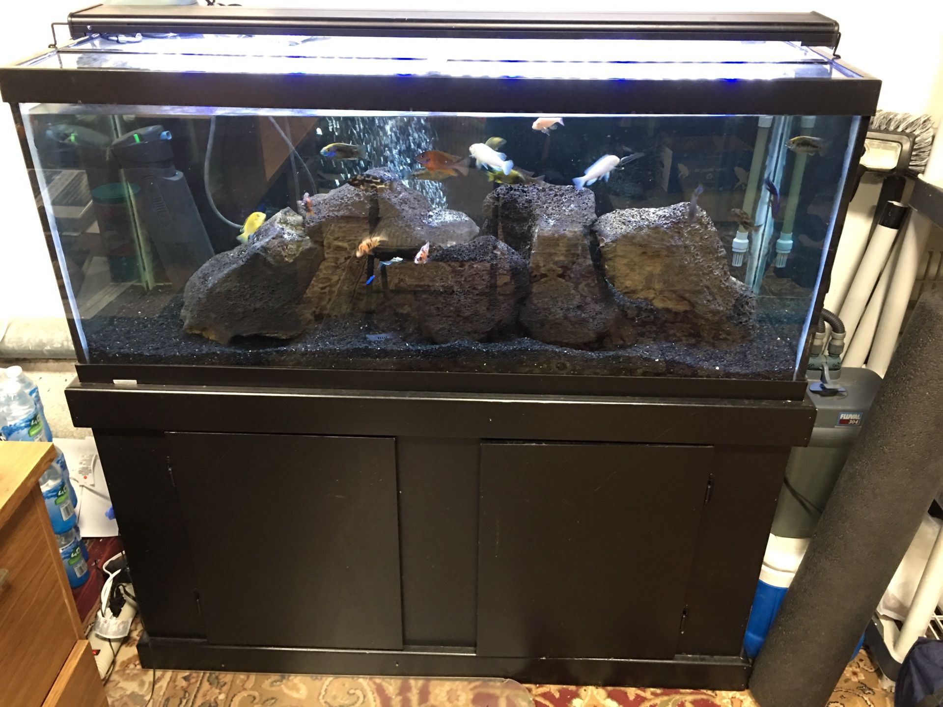 Beautiful 75 Gallon Cichlid Aquarium/ Fish Tank