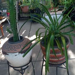 plantas de liston Y euphorbia A $25 Cada Una