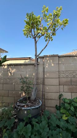 Longan fruit tree