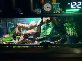Thrive 20 Gallon Terrarium