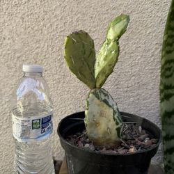 Variegated Prickly Pear Cactus Plant 