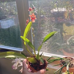Oncidium Twinkle Orchid in small pot