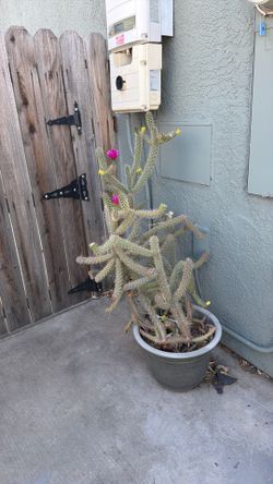 Cuctus -Cane Cholla