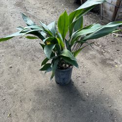 Aspidistra 