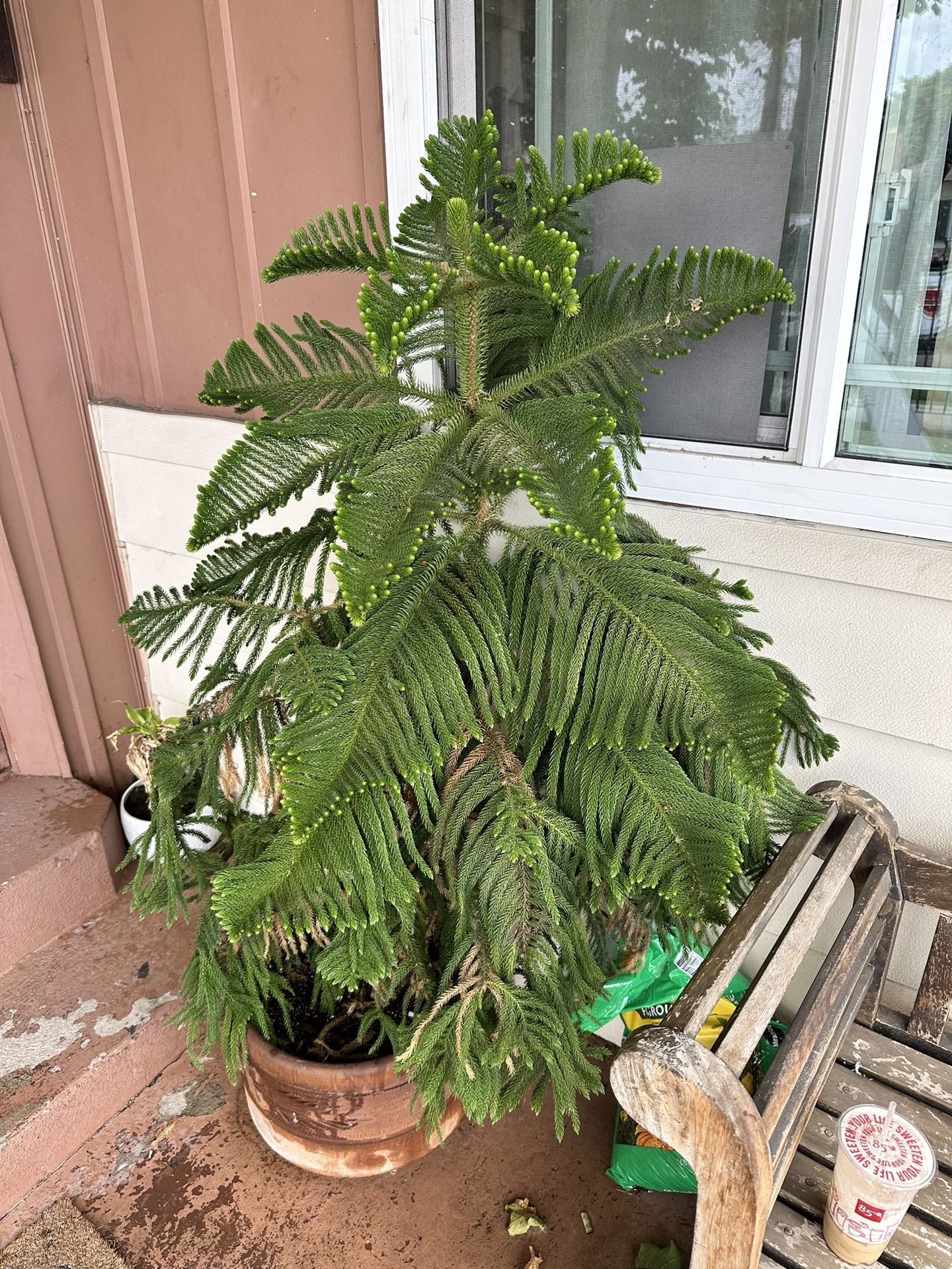 Star Pine