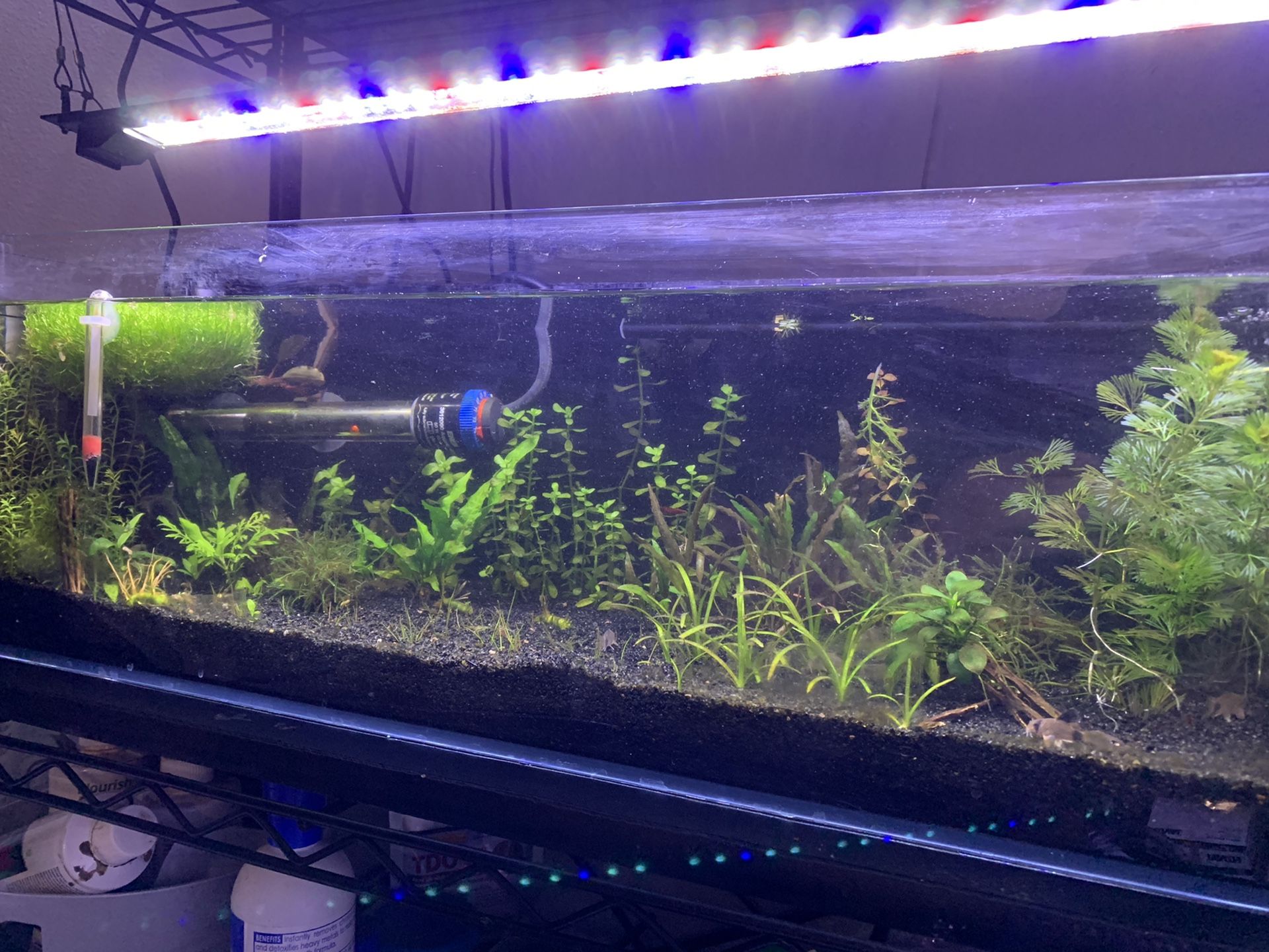 12 Gallon Long Bookshelf Aquarium Complete Set Up