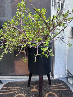 elephant bush / jade plant 60$ OBO