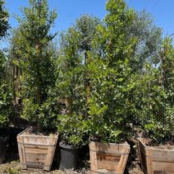 carolina cherry laurel, English laurel for  hedge and privacy 24”box 