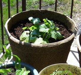 Live Zucchini Vegetable plant fit 4” pot