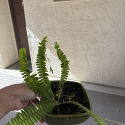 Ferns 