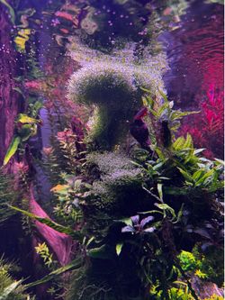 Aquarium plant, Riccia Flutians