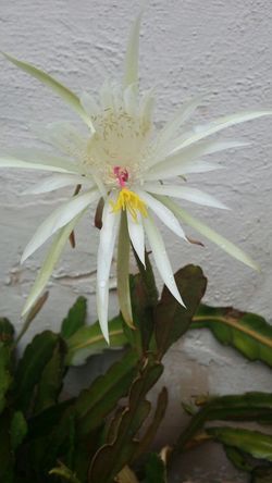 Beautiful white flower suc. ( sealing from cutting,or wi r having roots or in some small pot from 2 to 5