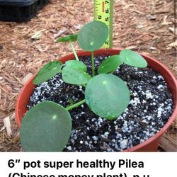 6” pot super healthy Pilea (Chinese money plant), p.u 3/4 blocks from McGeorge law school