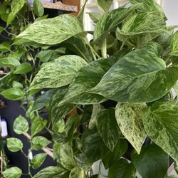 ✨ XXL Vines | Pothos Marble Queen✨