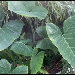Elephant Ears - Colocasia- Strawberries Stag Horns